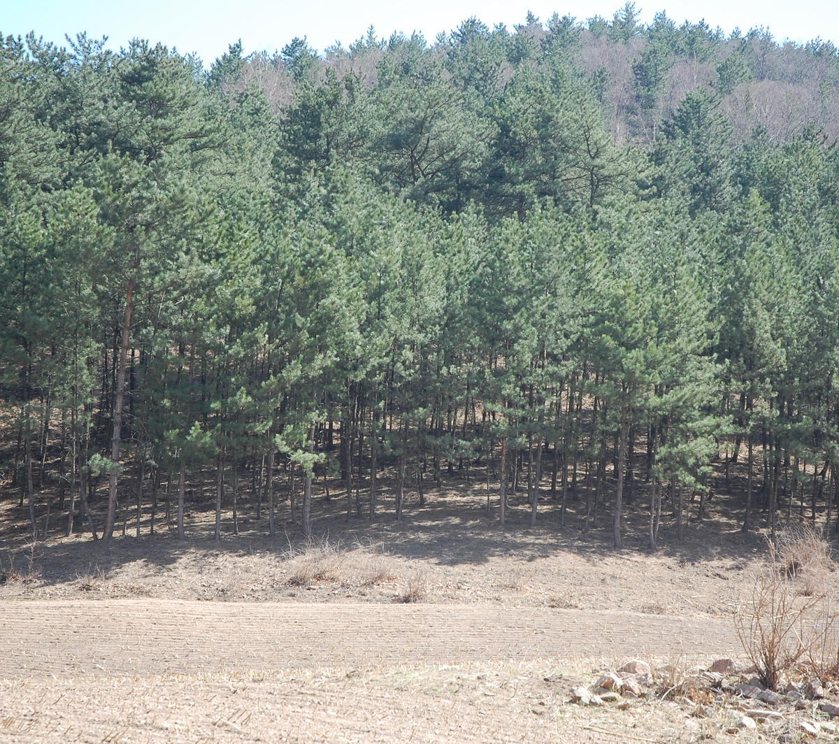 湾沟门乡1200亩林地 — 有林地转让_承德 隆化县 林地