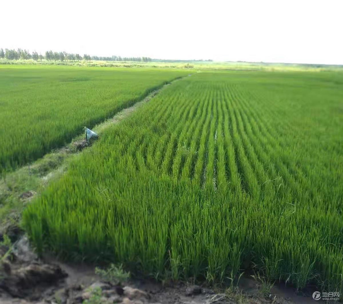 灵山满族乡100亩耕地 — 水田出租