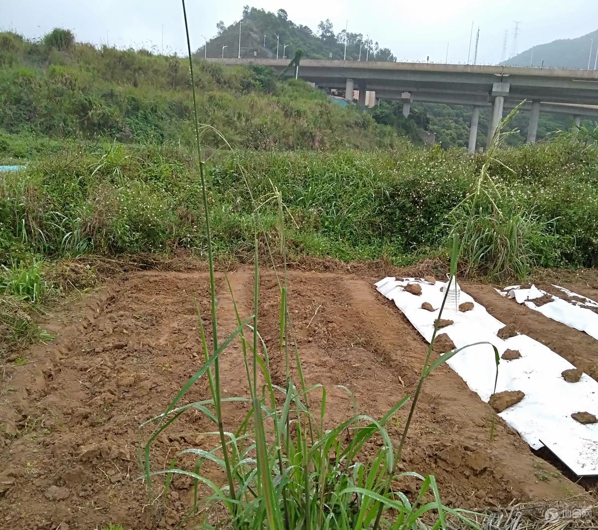 广东土地流转 深圳土地流转 坪山土地流转 碧岭街道2亩耕地出租 种菜