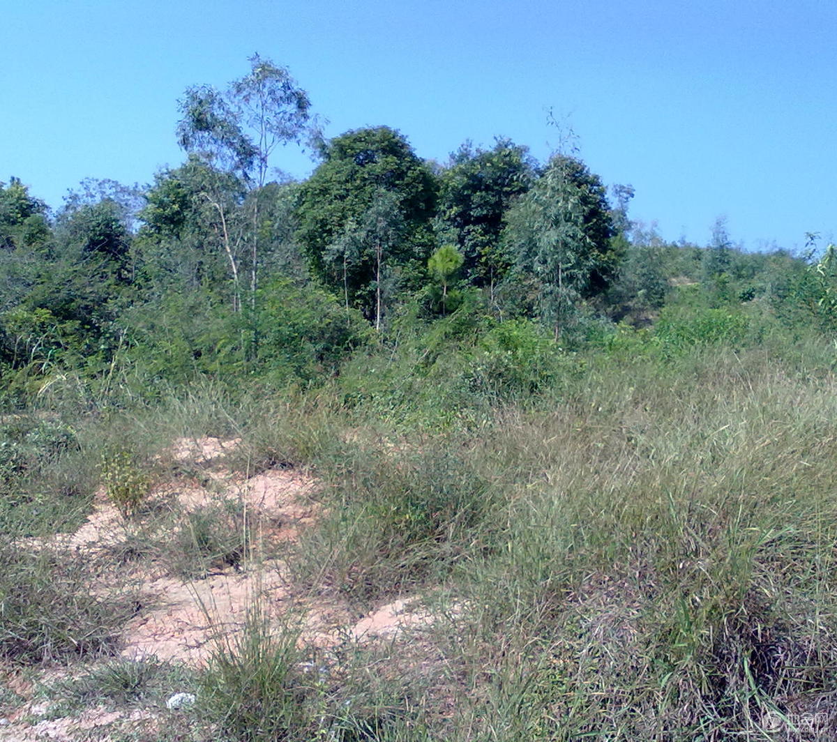 00亩小山坡地荒地平地永久转让_广州 从化 林地,竹