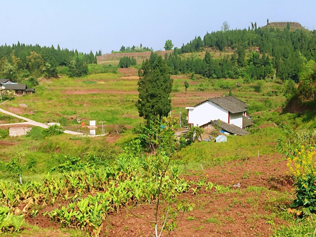 四川南充大量农村土地地源_四川 南充农用地 土地出租