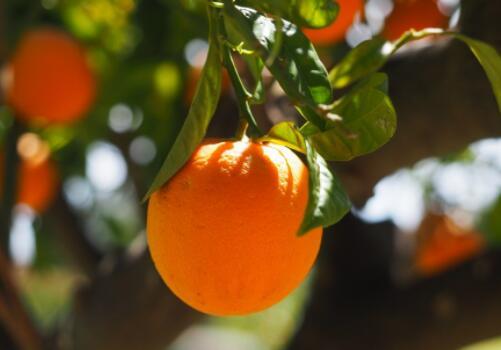 目前柑橘树苗价格多少钱一棵?什么时候种植、