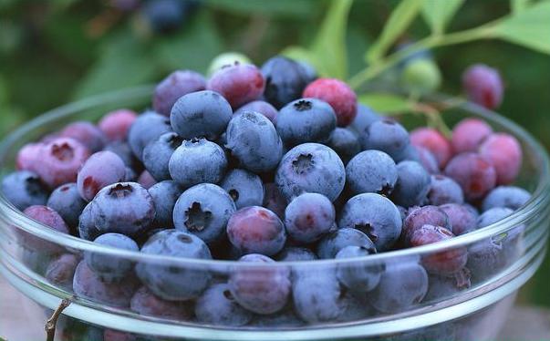 吃蓝莓要剥皮吗?新鲜的蓝莓怎样保存?有哪些