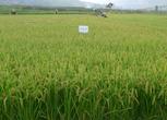安徽安庆2700亩农用地出租  ，出售15万斤小麦种子