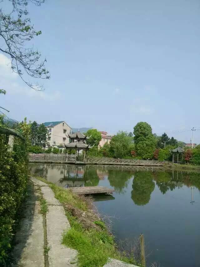 浙江杭州蕭山區義橋300-500畝農莊苗圃轉讓600萬元