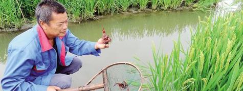稻蝦共生（水稻&小龍蝦）高效生態種養模式及成功項目案例效益分析,稻蝦基地水稻田出租出讓