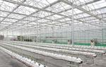 江蘇響水建成全國單體最大蔬菜工廠（圖）