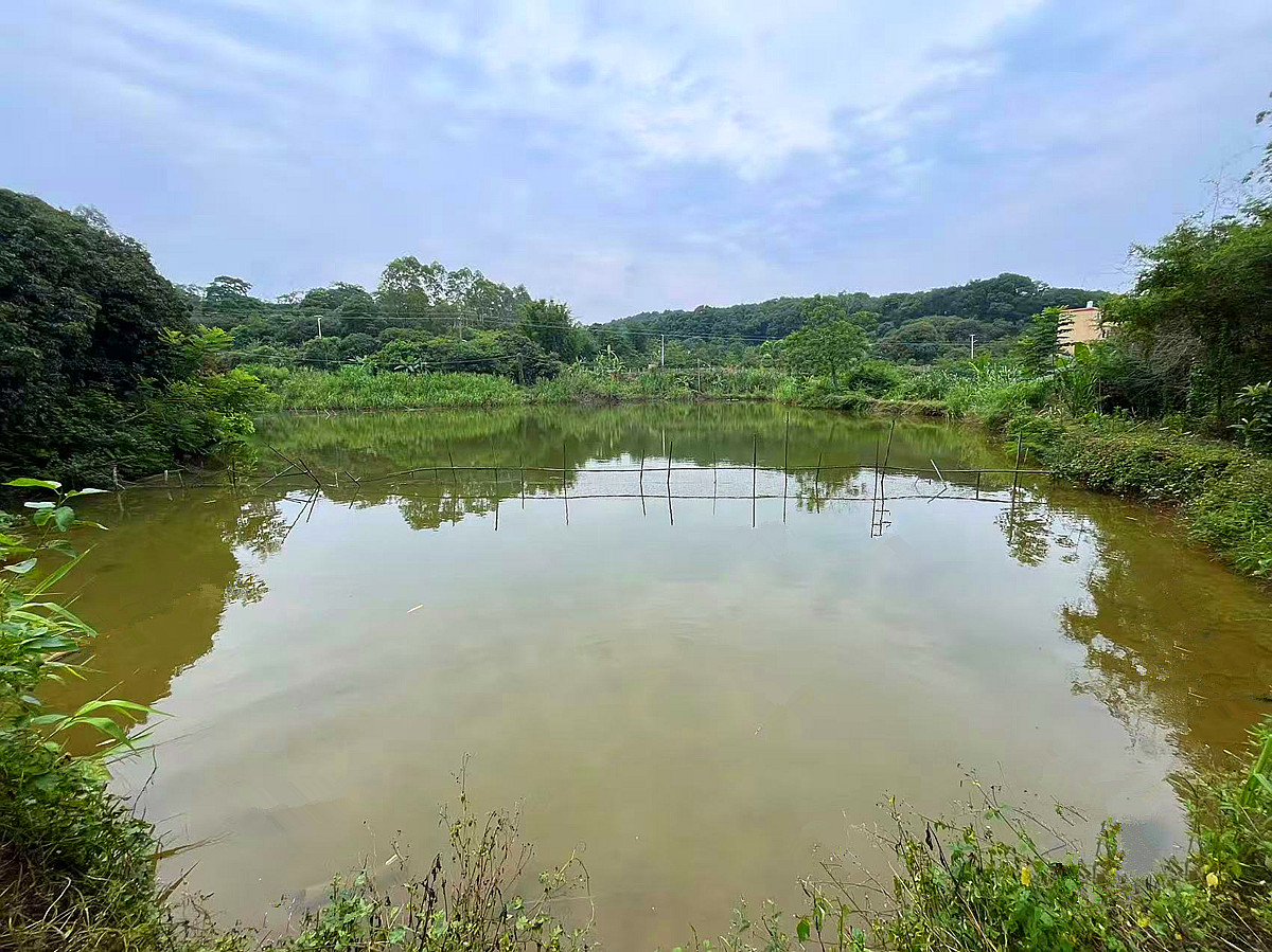 廣東廣州從化市鰲頭鎮10畝園地 養殖場 魚塘蝦場轉讓轉讓費：186萬元 